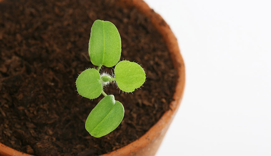 Hoe maak je stekken 1 bac online